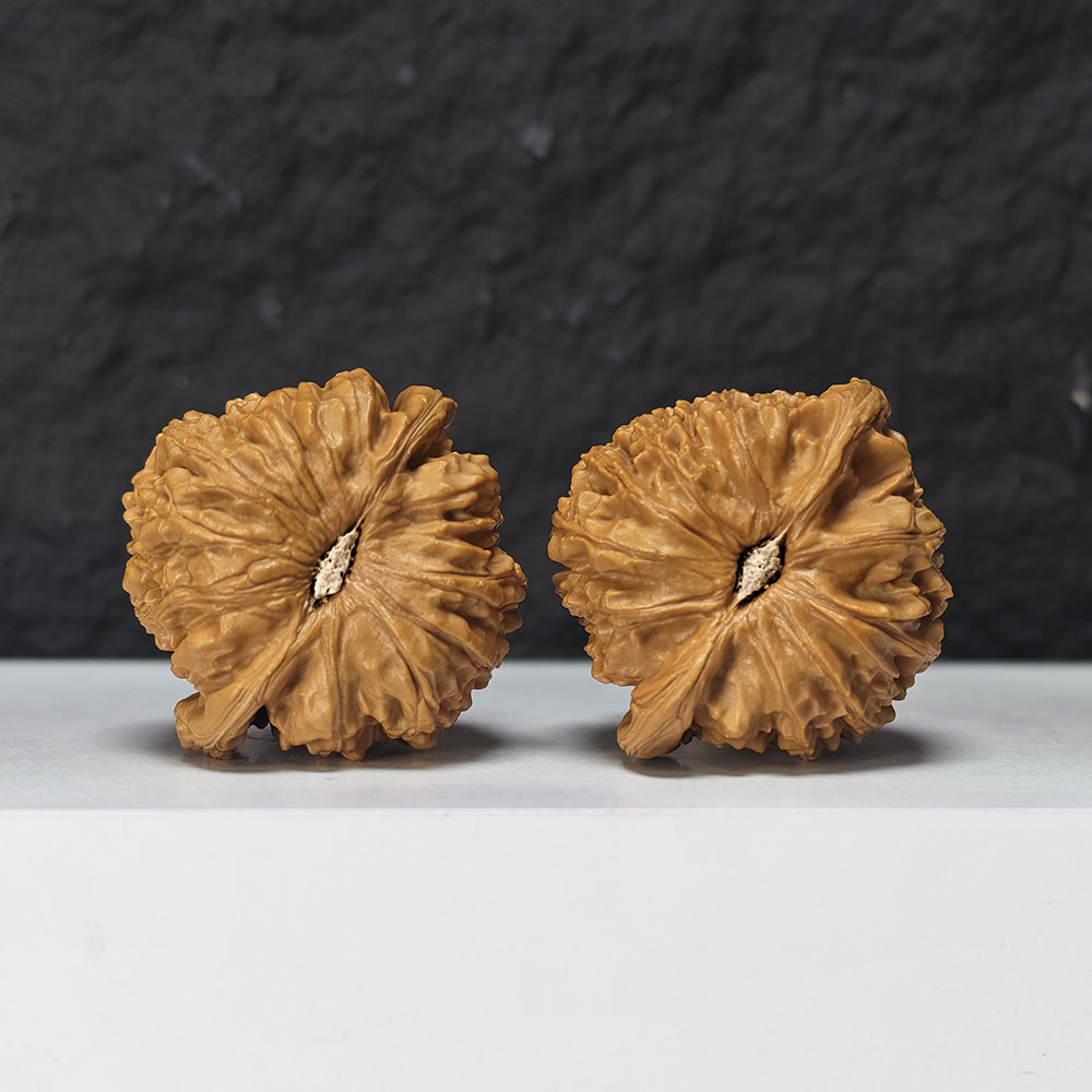 "Spherical White Lion Head" Qiu Xing Bai Shi Zi Collector Wenwan Walnuts Pair | 42.0mm x 42.0mm -> Corrected: 42.0mm x 39.0mm | BSZ-S-019980