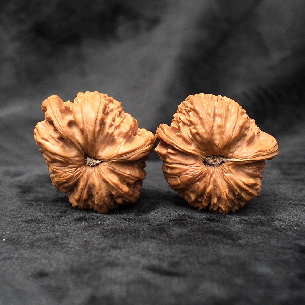 The "Divine Ear" (Wide-Edge Lion's Head) E-Grade Ultra-Wide Pair | 39.0mm (Length) x 45.0mm (Width) | YX-E-029255