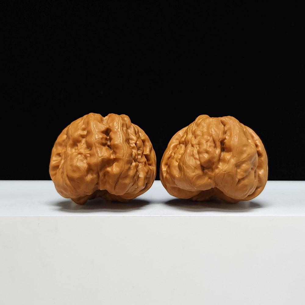 The "Toad Head" Ultimate Collector's Symmetrical Pair | 42.0mm x 43.0mm | HMT-SSS-001507