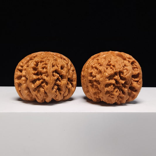 The "Grand Bold Ribs" SS-Grade Museum Pair | 49.0mm (Length) x 46.0mm (Width) | SZ-SS-001055