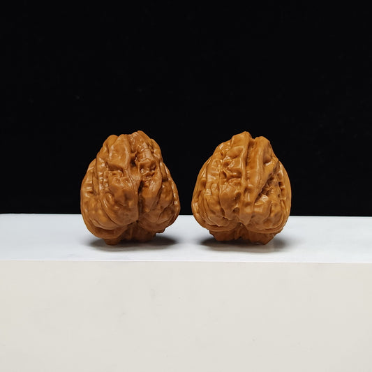 The "Toad Head" Ultimate Collector's Symmetrical Pair | 35.0mm x 40.0mm | HMT-SS-002509