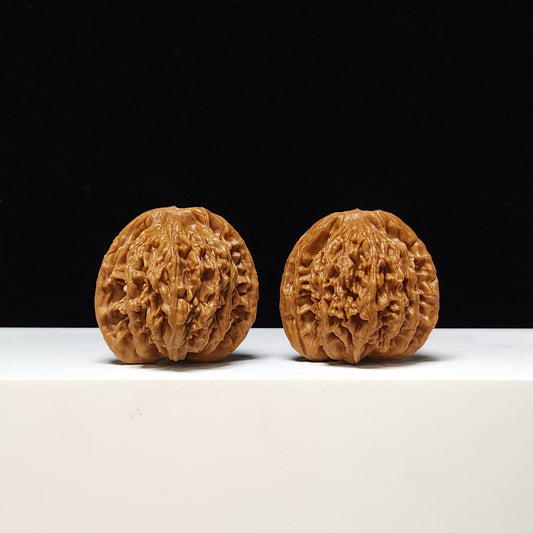 The "Liger's Roar" (Hybrid Lion-Tiger) A-Grade Powerful Pair | 42.0mm (Length) x 37.0mm (Width) | SHS-A-001147