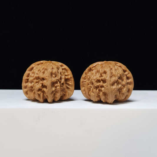 The "Gilded Mane" (Low-Tip White Lion) AA-Grade Pair | 42.0mm (Length) x 40.0mm (Width) | BSZ-AA-003107
