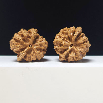 The "Hundred Beasts Lion Head" Collector Pair | AA-Grade Collector Tier | 44.0mm x 44.0mm | BS-AA-002639