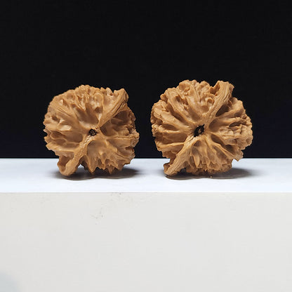 The "Hundred Beasts Lion Head" Collector Pair | AA-Grade Collector Tier | 43.0mm x 41.0mm | BS-AA-001638