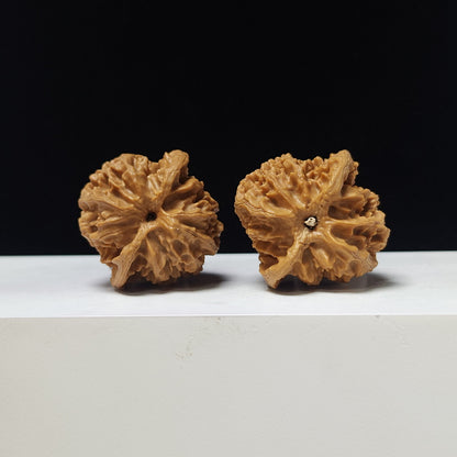 The "Apple Garden" Collector Pair | A-Grade Collector Tier | 38.0mm x 38.0mm | PGY-A-008691