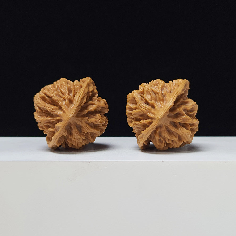 The "Imperial" Lion's Head Classic Pair | 42.0mm x 40.0mm | DW-A-003023