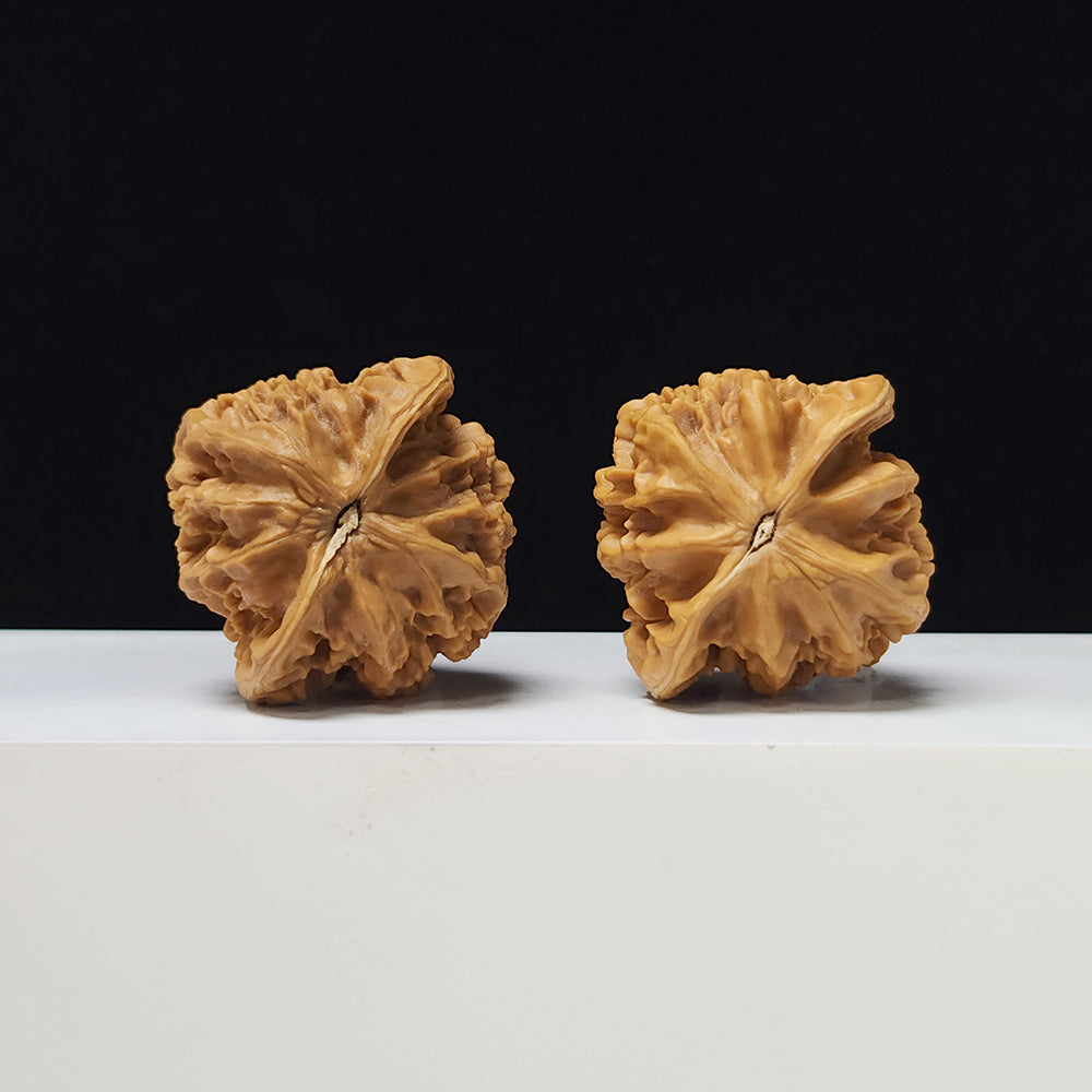 The "Imperial" Lion's Head Classic Pair | 42.0mm x 40.0mm | DW-A-003023