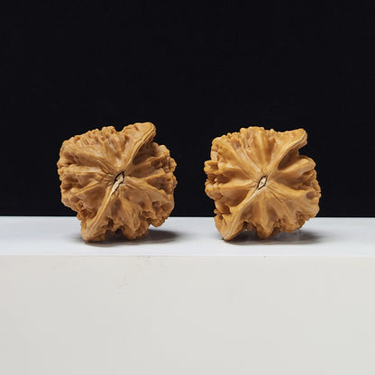 The "Imperial" Lion's Head Classic Pair | 42.0mm x 40.0mm | DW-A-003023