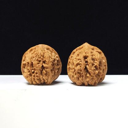 The "Ancient Toad x Caterpillar" Collector Pair | A-Grade Collector Tier | 36.0mm x 36.0mm | SZ-A-061645