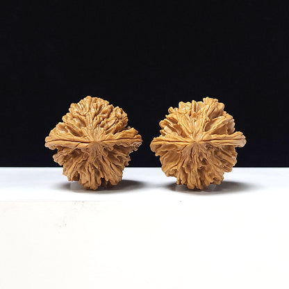 The "Tong Tian Ba" Collector Pair | A-Grade Collector Tier | 37.0mm x 35.0mm | TTB-A-006644