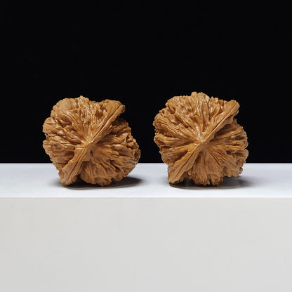 "White Lion Head" Bai Shou Lion Head Classic Squat Flat-Base Wenwan Walnuts Pair | 40.0mm x 39.0mm | BSZ-A-002010