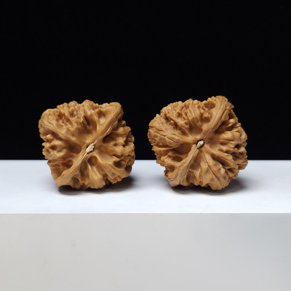 The "Bai Shou Concave Base" Bai Shou Ao Di Lion's Head Pair | S-Grade Collector Tier | 43.0mm x 43.0mm | SZ-S-021358