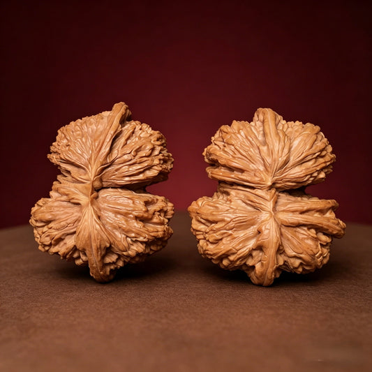 The "Ox-Horn Twin" (Niu Jiao Lian Ti Giant White Lion Mutation) E-Grade Monumental Fused Masterpiece | Curator's Grand Collection | Max 59.0mm Span | BSZ-E-001223
