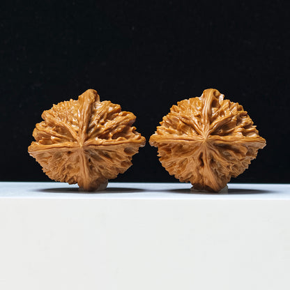 The "Four-Ribbed Coiled Dragon Tiger Head" Pan Long Hu Tou Si Leng Exotic Collector Pair | Rare Form Tier | 44.0mm x 50.0mm | YX-E-128832