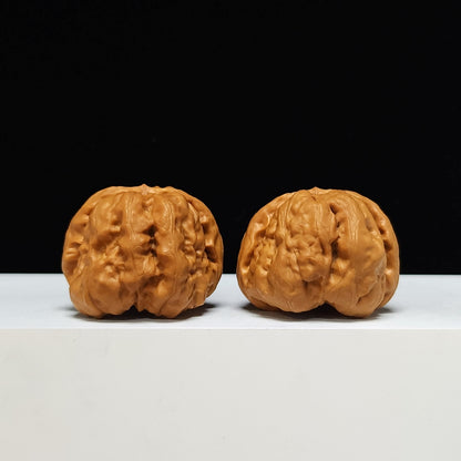 The "Toad Head" Ultimate Collector's Symmetrical Pair | 42.0mm x 43.0mm | HMT-SSS-001507