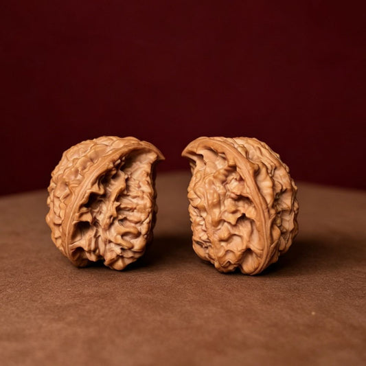 The "Grand Horizon" (Snake King) E-Grade Ultra-Wide Flat Pair | 50.0mm (Length) x 33.0mm (Width) | YX-E-002227