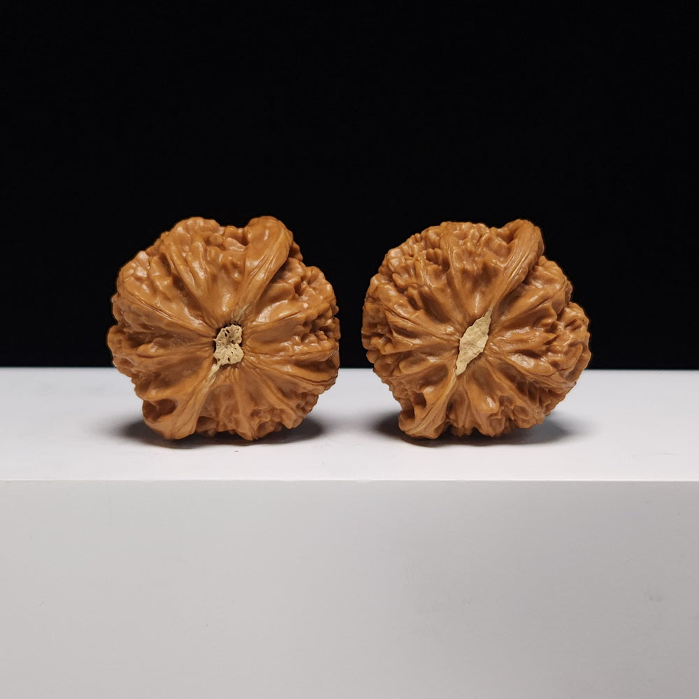 The "Palace Lantern" Lion's Head S-Grade Pair | Premium Collector Selection | 40.0mm (Width) x 38.0mm (Length) | SZ-S-013324