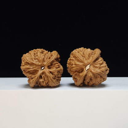 The "Red Brocade Koi" (Hong Jin Li) Premium Symmetrical Collector's Pair | 41.0mm x 42.0mm | HT-SS-003474