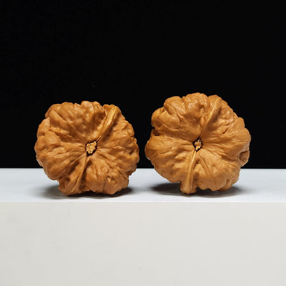 The "Toad Head" Ultimate Collector's Symmetrical Pair | 42.0mm x 43.0mm | HMT-SSS-001507