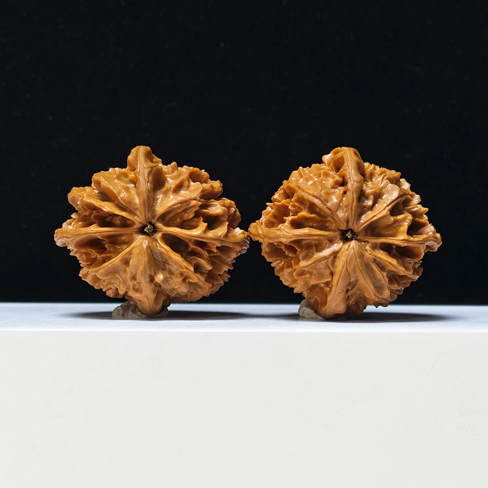 The "Four-Ribbed Coiled Dragon Tiger Head" Pan Long Hu Tou Si Leng Exotic Collector Pair | Rare Form Tier | 44.0mm x 50.0mm | YX-E-128832