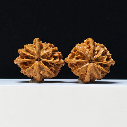 The "Four-Ribbed Coiled Dragon Tiger Head" Pan Long Hu Tou Si Leng Exotic Collector Pair | Rare Form Tier | 44.0mm x 50.0mm | YX-E-128832