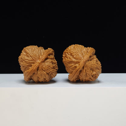 The White Lion Bai Shi Zi Collector Pair | S-Grade Investment Tier | 42.0mm x 42.0mm | BSZ-S-014497