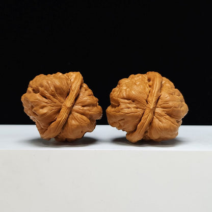 The "Toad Head" Ultimate Collector's Symmetrical Pair | 42.0mm x 43.0mm | HMT-SSS-001507