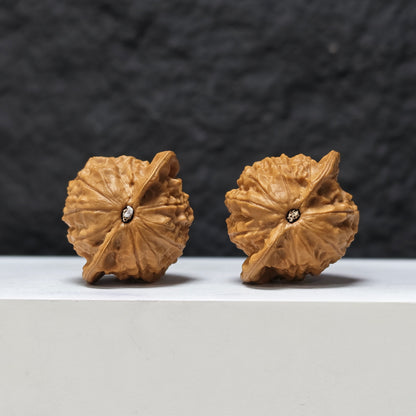 Porcelain Doll" Ci Wa Wa GM-SS-003479 Masterpiece Wenwan Walnuts Pair | 40.0mm x 34.0mm | GM-SS-003479