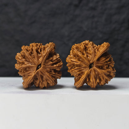 "Squat Liger" Shi Hu Shou Ai Zhuang HT-SS-007920 Masterpiece Wenwan Walnuts Pair | 45.0mm x 42.0mm | HT-SS-007920