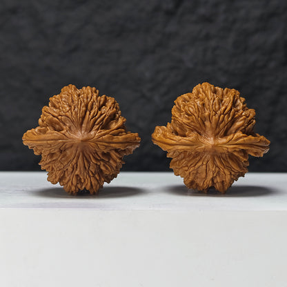 "Squat Liger" Shi Hu Shou Ai Zhuang HT-SS-007920 Masterpiece Wenwan Walnuts Pair | 45.0mm x 42.0mm | HT-SS-007920