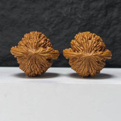 "Liger" Shi Hu Shou HT-SS-006912 Masterpiece Wenwan Walnuts Pair | 47.0mm x 45.0mm | HT-SS-006912