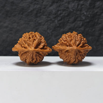 "Coiled Dragon Pattern" Pan Long Wen SZ-SS-023905 Masterpiece Wenwan Walnuts Pair | 44.0mm x 37.0mm | SZ-SS-023905