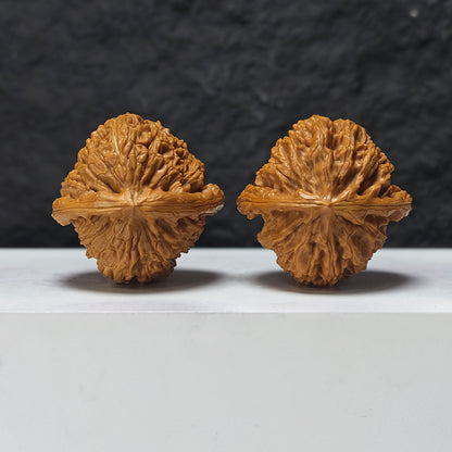 "Triangle White Lion" San Jiao Bai Shi Zi BSZ-SSS-002890 Masterpiece Wenwan Walnuts Pair | 44.0mm x 43.0mm | BSZ-SSS-002890