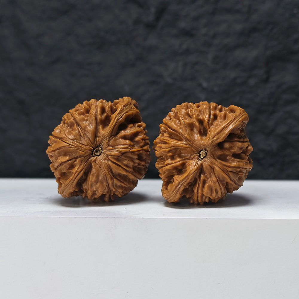 "Squat Water Dragon Pattern" Shui Long Wen Ai Zhuang SZ-SS-024917 Masterpiece Wenwan Walnuts Pair | 48.0mm x 40.0mm | SZ-SS-024917