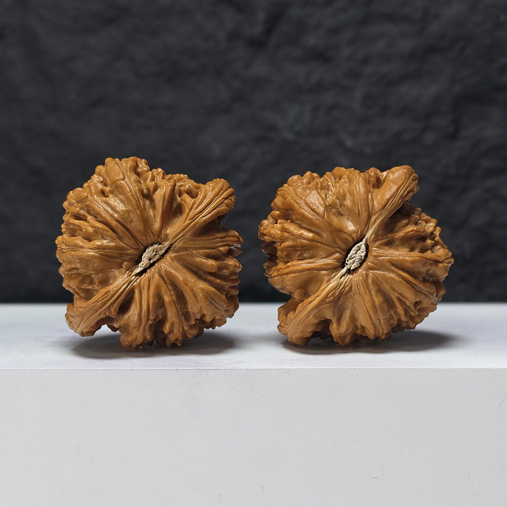"Recessed-Tip White Lion Head" Men Jian Bai Shi Zi BSZ-SSSS-001906 Museum Collector Wenwan Walnuts Pair | 48.0mm x 46.0mm | BSZ-SSSS-001906
