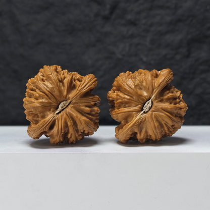 "Recessed-Tip White Lion Head" Men Jian Bai Shi Zi BSZ-SSSS-001906 Museum Collector Wenwan Walnuts Pair | 48.0mm x 46.0mm | BSZ-SSSS-001906