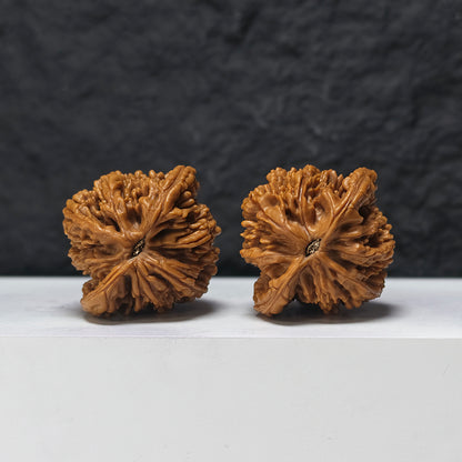 "Lion Tiger Beast" Shi Hu Shou HT-SSSS-001884 Supreme Masterpiece Wenwan Walnuts Pair | 46.0mm x 42.0mm | HT-SSSS-001884
