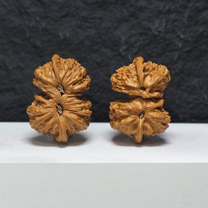 "White Lion Head Ox Horn Twin-Vent Conjoined" Bai Shi Zi Niu Jiao Shuang Qi Men YX-E-189937 Collector Wenwan Walnuts Pair | 53.0mm x 38.0mm | YX-E-189937