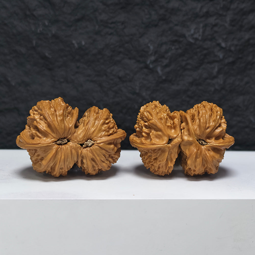 "White Lion Head Ox Horn Twin-Vent Conjoined" Bai Shi Zi Niu Jiao Shuang Qi Men YX-E-189937 Collector Wenwan Walnuts Pair | 53.0mm x 38.0mm | YX-E-189937
