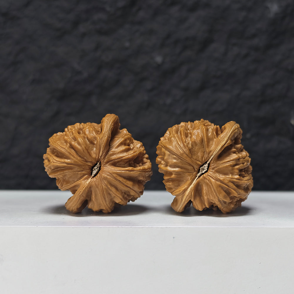 "Spherical White Lion Head" Qiu Xing Bai Shi Zi Collector Wenwan Walnuts Pair | 41.0mm x 41.0mm | BSZ-S-016949
