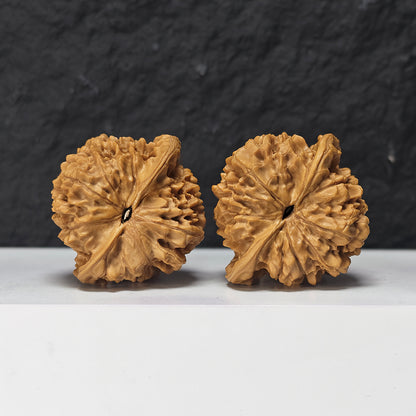 "Qi Lin Pattern Concave Base Squat Lion Head" Qi Lin Wen Ao Di Lion Head Collector Wenwan Walnuts Pair | 50.0mm x 46.0mm | SZ-SS-028976