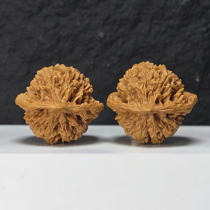 "Qi Lin Pattern Concave Base Squat Lion Head" Qi Lin Wen Ao Di Lion Head Collector Wenwan Walnuts Pair | 50.0mm x 46.0mm | SZ-SS-028976