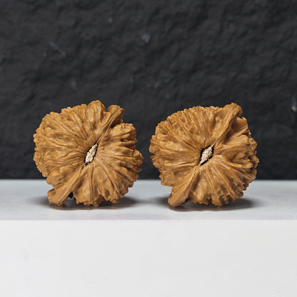 "Spherical White Lion Head" Qiu Xing Bai Shi Zi Collector Wenwan Walnuts Pair | 42.0mm x 42.0mm -> Corrected: 42.0mm x 39.0mm | BSZ-S-019980