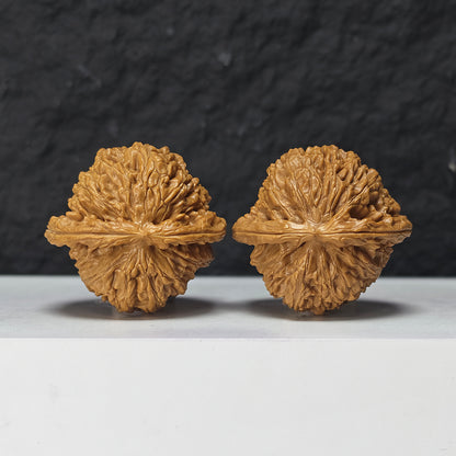 "Spherical White Lion Head" Qiu Xing Bai Shi Zi Collector Wenwan Walnuts Pair | 42.0mm x 42.0mm -> Corrected: 42.0mm x 39.0mm | BSZ-S-019980
