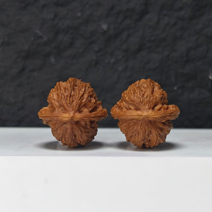 "Miniature Dragon Gall" Xiu Zhen Long Dan Collector Wenwan Walnuts Pair | 34.0mm x 34.0mm | YB-SS-002968