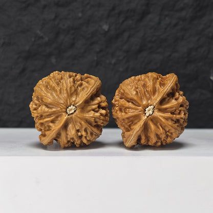 "Palace Lantern Lion Head" Gong Deng Collector Wenwan Walnuts Pair | 42.0mm x 40.0mm | SZ-S-045962