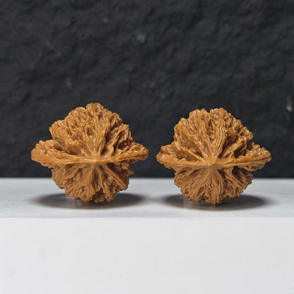 "Coiled Dragon Pattern Lion Head" Pan Long Wen Lion Head Collector Wenwan Walnuts Pair | 41.0mm x 41.0mm -> Corrected: 41.0mm x 35.0mm | SZ-S-046963