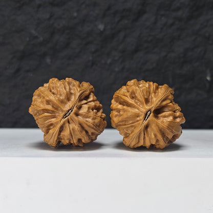 "Ye Ming Zhu Glowing Pearl" Ye Ming Zhu Collector Wenwan Walnuts Pair | 36.0mm x 38.0mm | YMZ-SS-001972