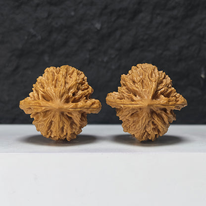 "Peach Heart Coiled Dragon Tiger Head" Tao Xin Pan Long Hu Tou HT-S-004944 Collector Wenwan Walnuts Pair | 41.0mm x 40.0mm | HT-S-004944